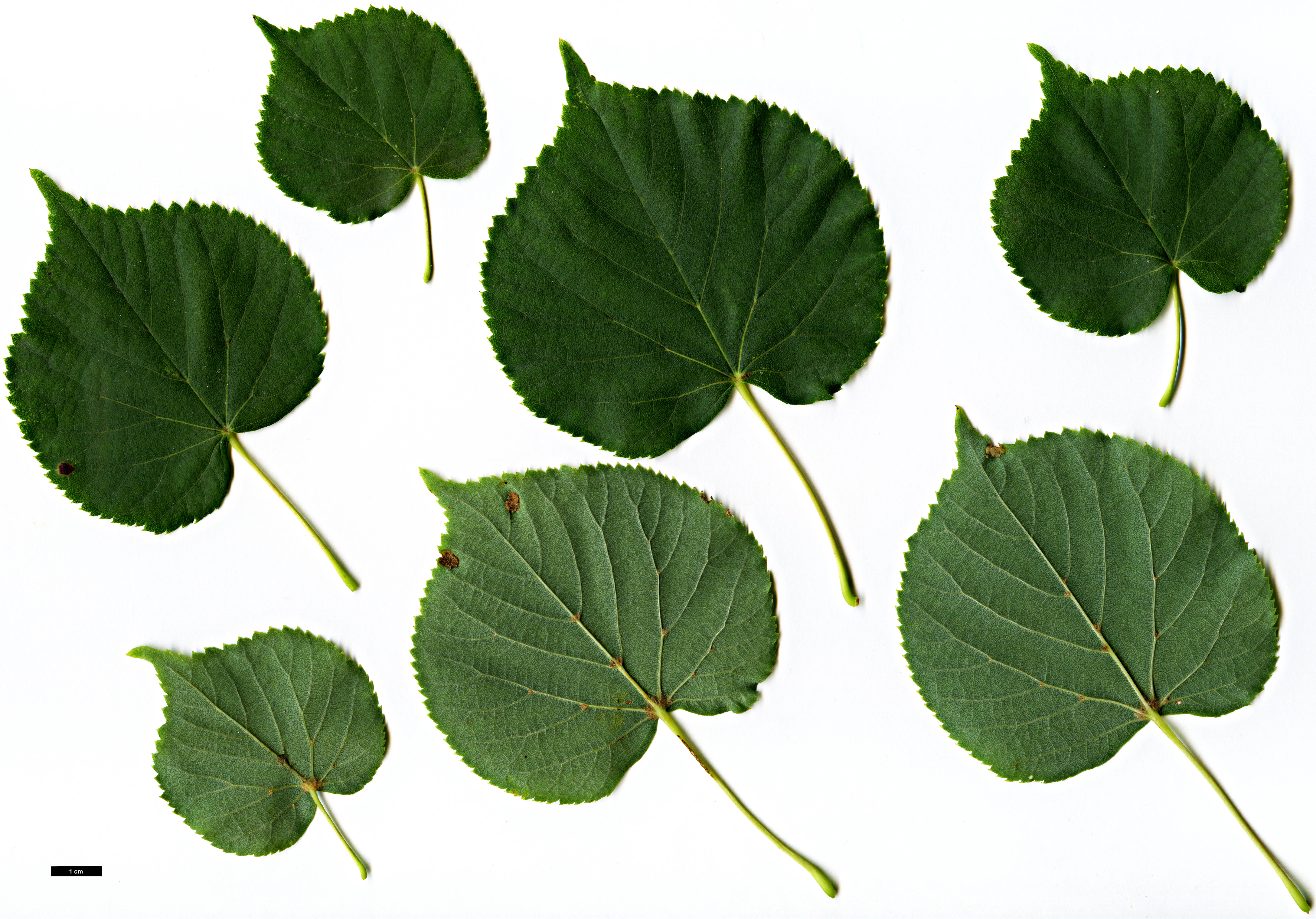 High resolution image: Family: Malvaceae - Genus: Tilia - Taxon: ×europaea - SpeciesSub: 'Lappen' (T.cordata × T.platyphyllos)